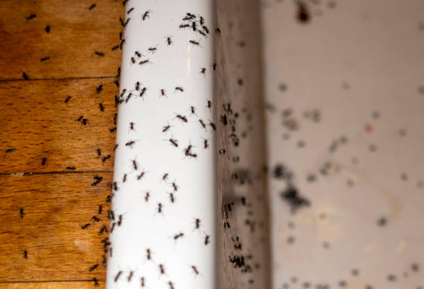 Best Commercial Pest Control Services  in Madras, OR