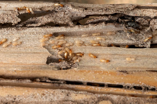 Best Insect Control  in Madras, OR